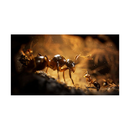Empire of the Ants - PS5